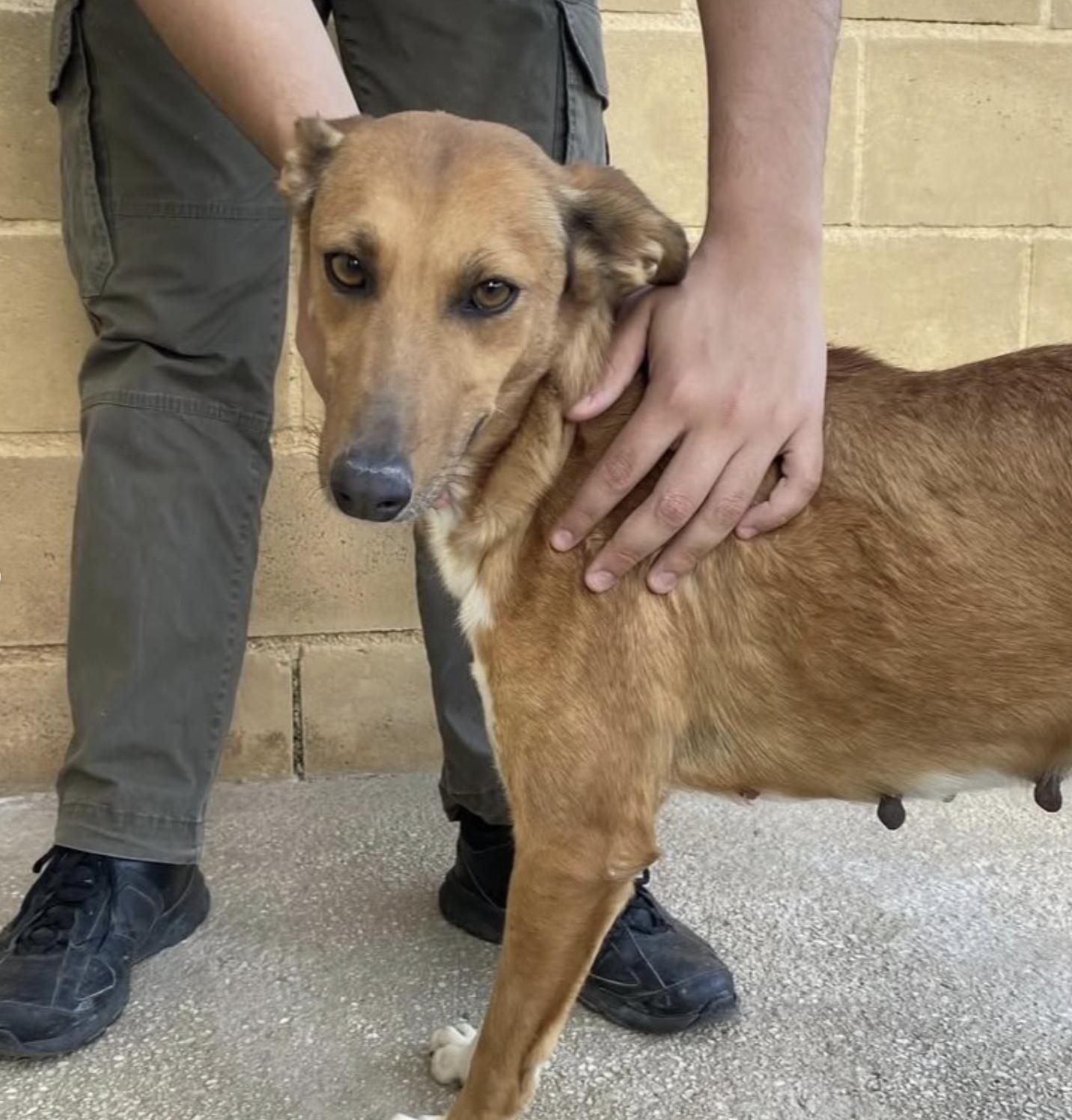 Los cuidadores de Lula sospechan que tuvo una camada antes de ser rescatada