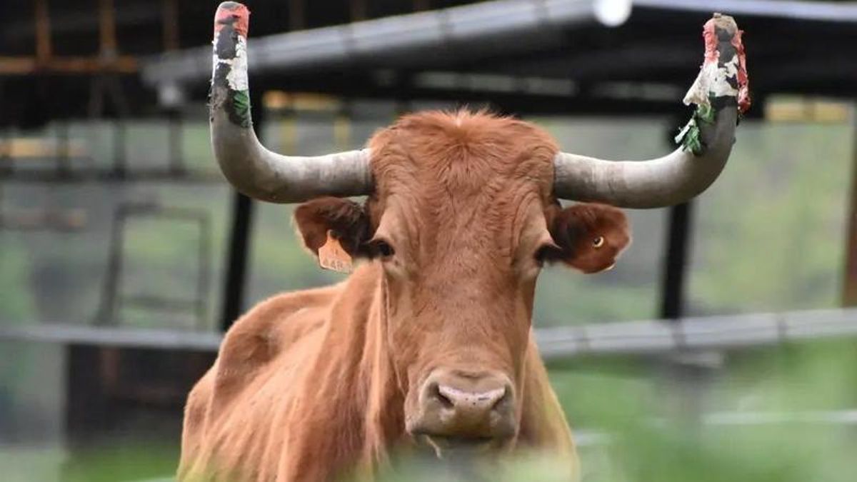 Sacrifican todas las cabezas de ganado de una explotación de Bergara tras varios positivos de tuberculosis bovina