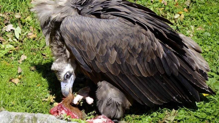 Los plaguicidas matan por intoxicación a cientos de aves en Aragón