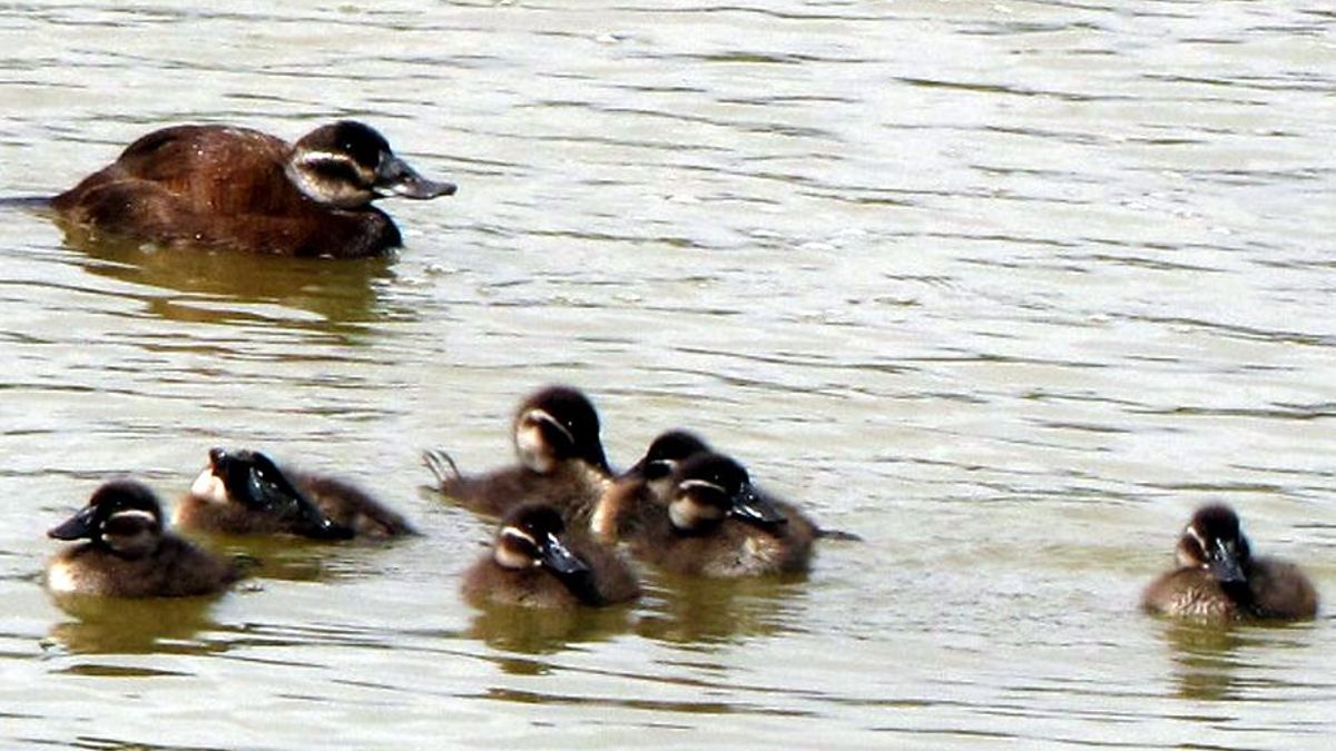 La laguna que surgió de una antigua gravera en Córdoba, a un paso de convertirse en humedal protegido