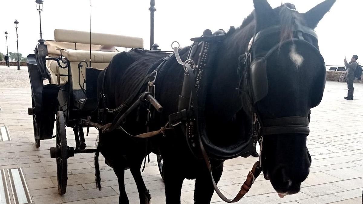Caballo desnutrido inmovilizado de una galera en la zona de Dalt Murada.