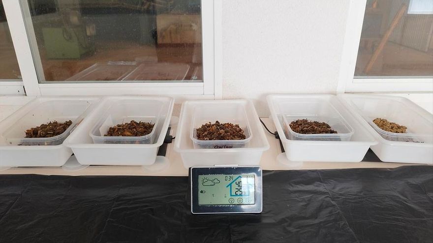 Larvas de moscas soldado, las encargadas de generar fertilizante de los residuos orgánicos de Córdoba