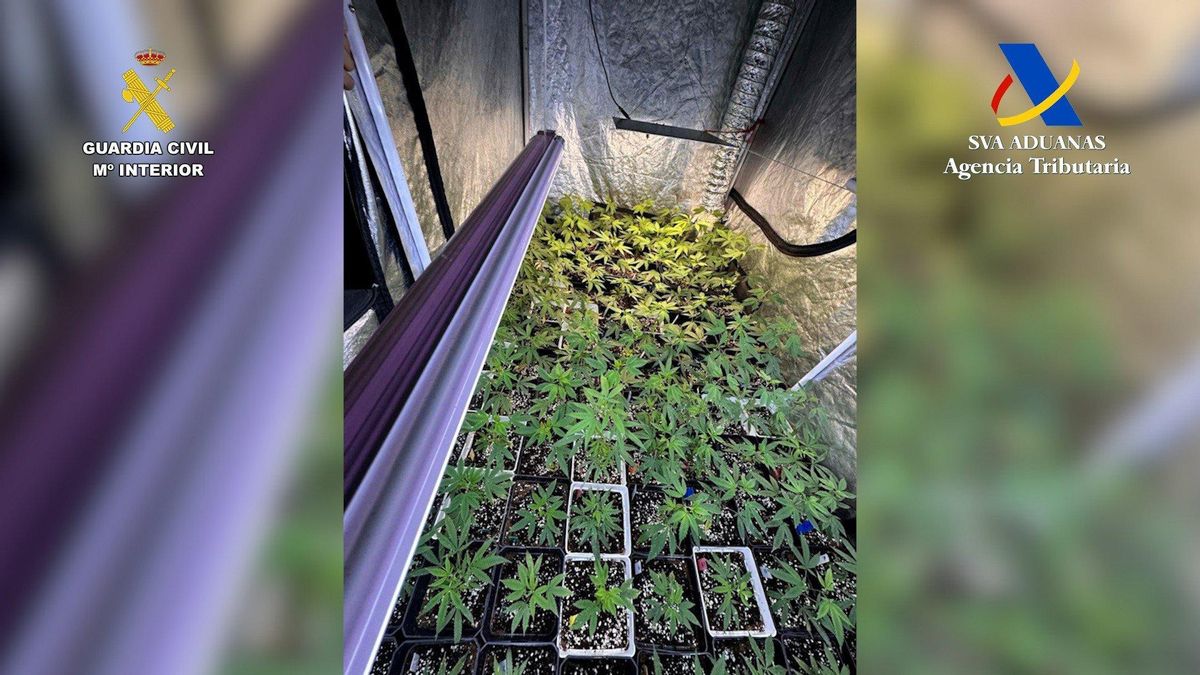 Desmanteladas dos plantaciones de marihuana en el norte de Tenerife con casi 450 plantas