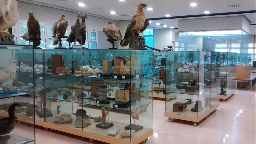 Un quebrantahuesos, varios mamuts o 30.000 libros: lo que uno puede encontrar en este museo natural cuya sede es un instituto murciano