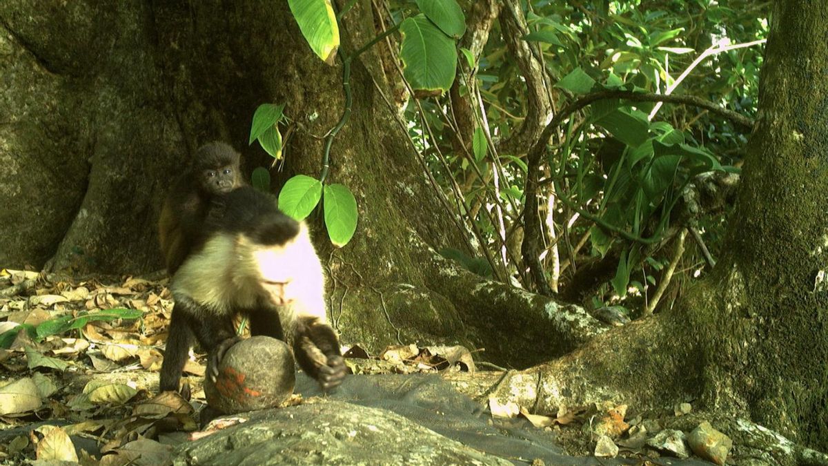 Capuchinos usando herramientas para abrir nueces y cáscaras, a pesar de correr el riesgo de herir a los bebés aulladores