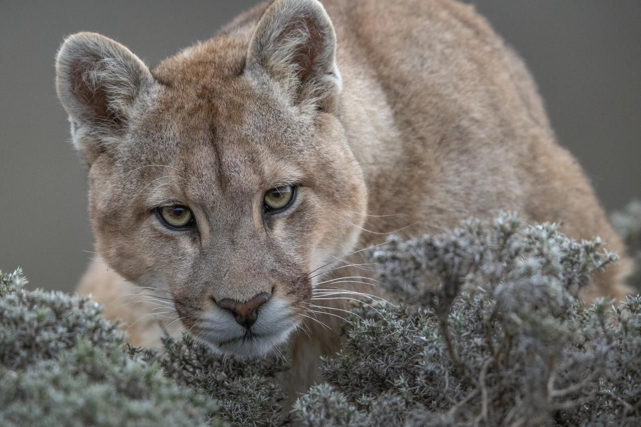 'Wild Pumas of Patagonia', serie ganadora del tercer premio en la categoría 'Naturaleza'. Recorre la región Torres del Paine en la Patagonia chilena, la cual contiene concentraciones más altas de pumas que en cualquier otra parte del mundo.