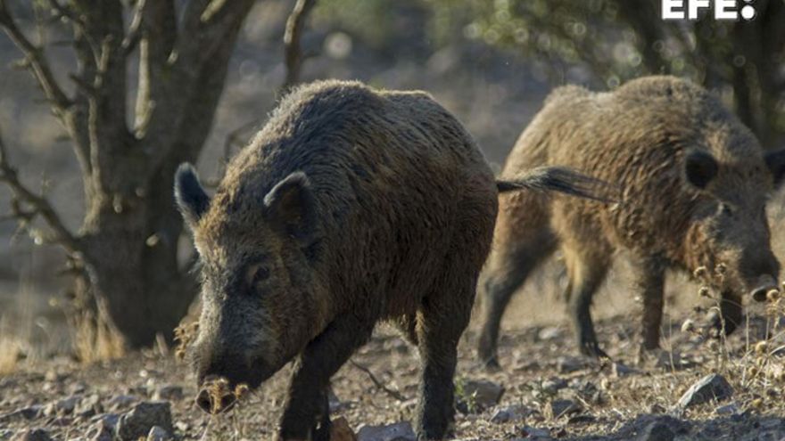 Catalunya detecta 18 nuevos jabalíes con peste porcina africana dentro del radio de 6 km del brote inicial