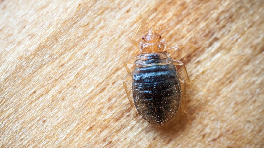 Los viajes y el calor hacen que las chinches se expandan en España: "Están mucho más extendidas de lo que parece"