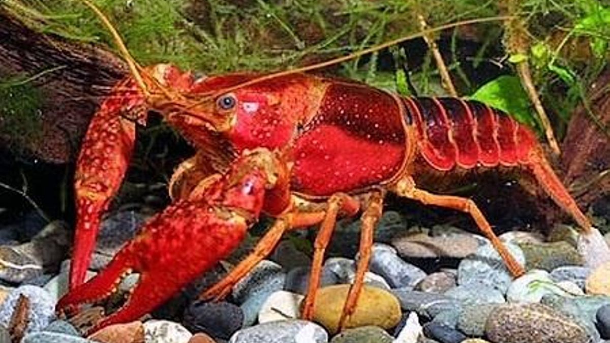 Logran bioplásticos a partir del cangrejo rojo del Guadalquivir con propiedades mecánicas óptimas