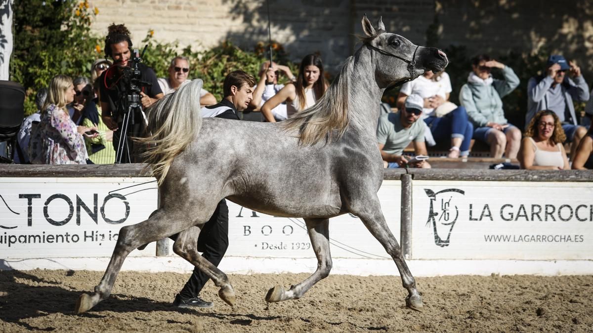 Campeonato Nacional de Caballos Árabes