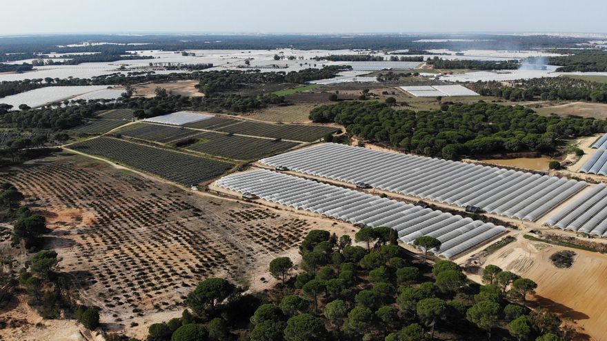 Una década a trompicones del Plan de la Fresa de Doñana: los invernaderos todavía invaden 300 hectáreas de suelo protegido