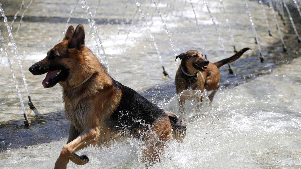 Perros refrescándose en una fuente