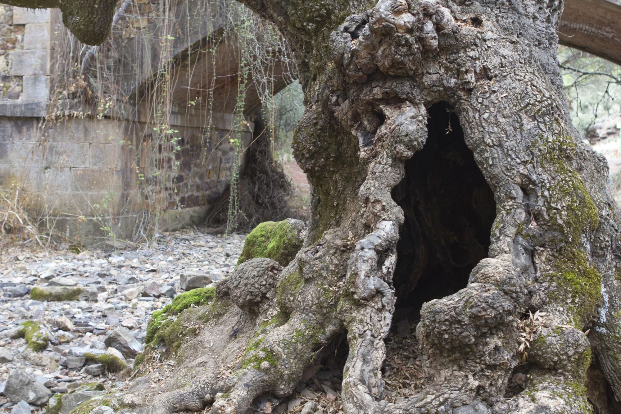 Fresno de La Aliseda, uno de los árboles singulares de Despeñaperros.