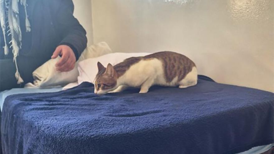 Age hace historia al ser el primer gato al que dejan entrar junto a su dueño en una residencia pública para personas sin hogar