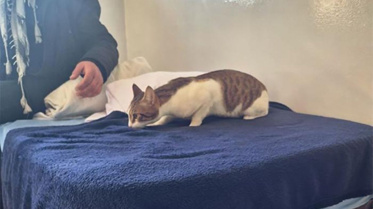 Age hace historia al ser el primer gato al que dejan entrar junto a su dueño en una residencia pública para personas sin hogar
