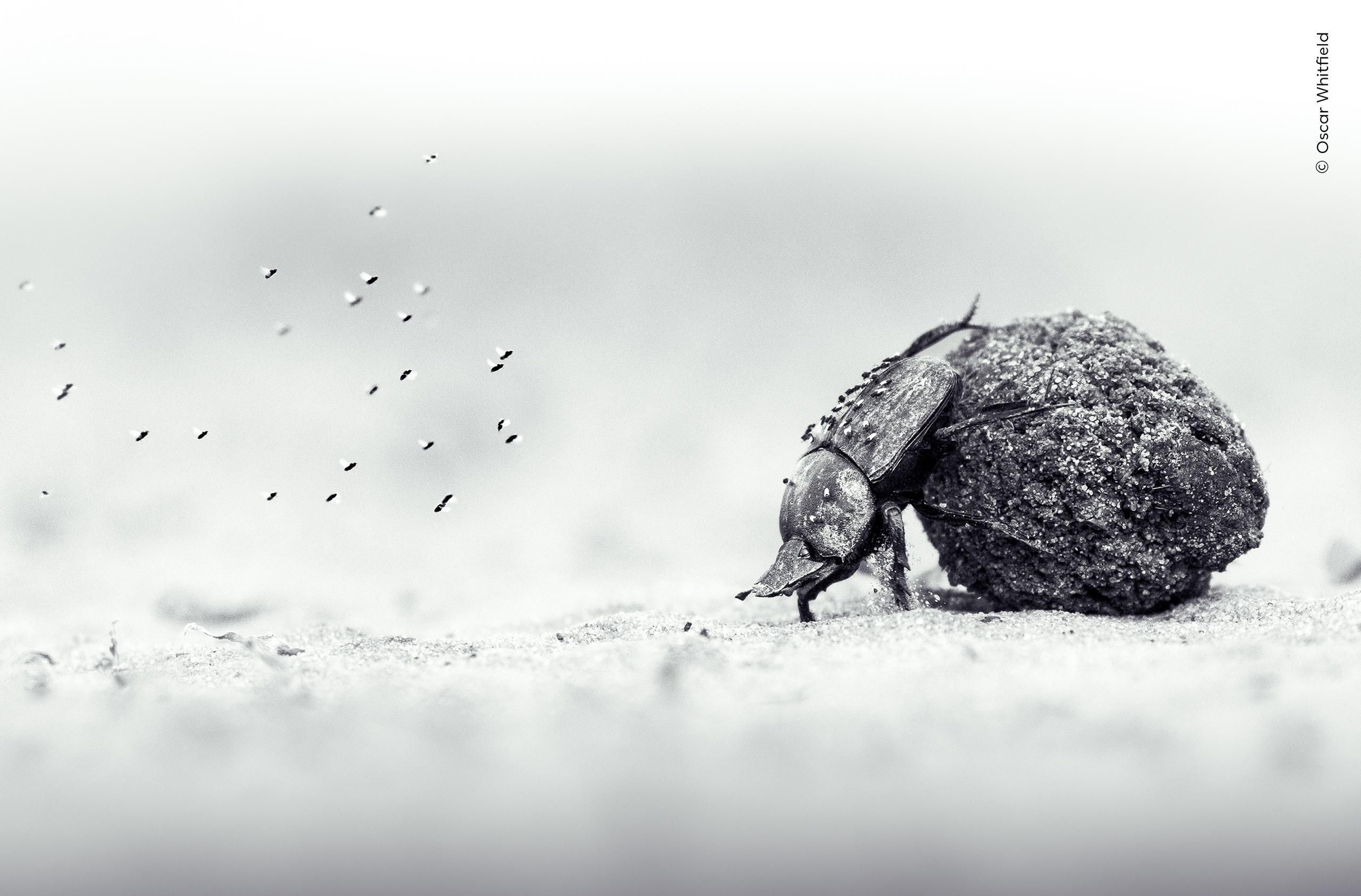 'Trabajo de amor', Premio Wildlife Photographer of the Year joven (11-14 años)