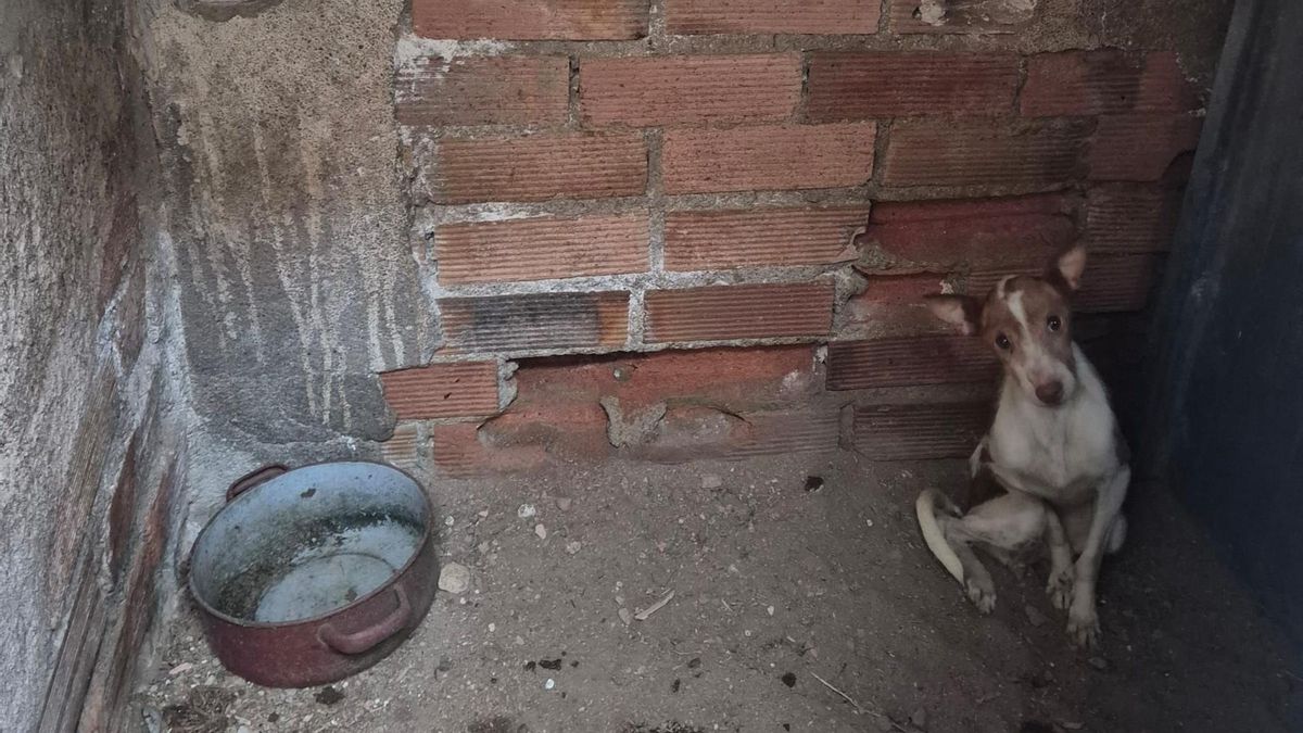Inhabilitados para tenencia de animales los responsables de la finca de Puertollano donde se rescató a más de 110 perros