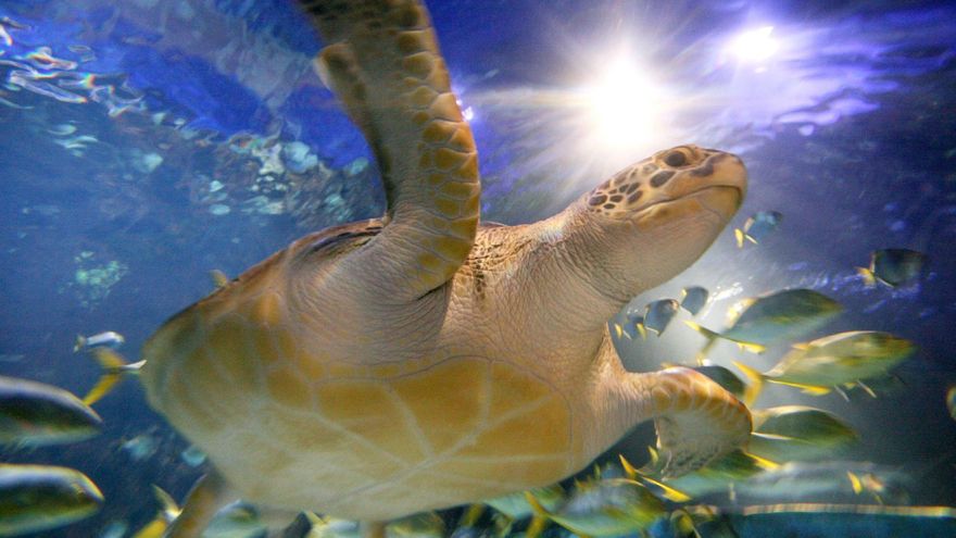 Un hallazgo fortuito revela una posible “estampida” de tortugas marinas en el Cretácico del Monte Conero