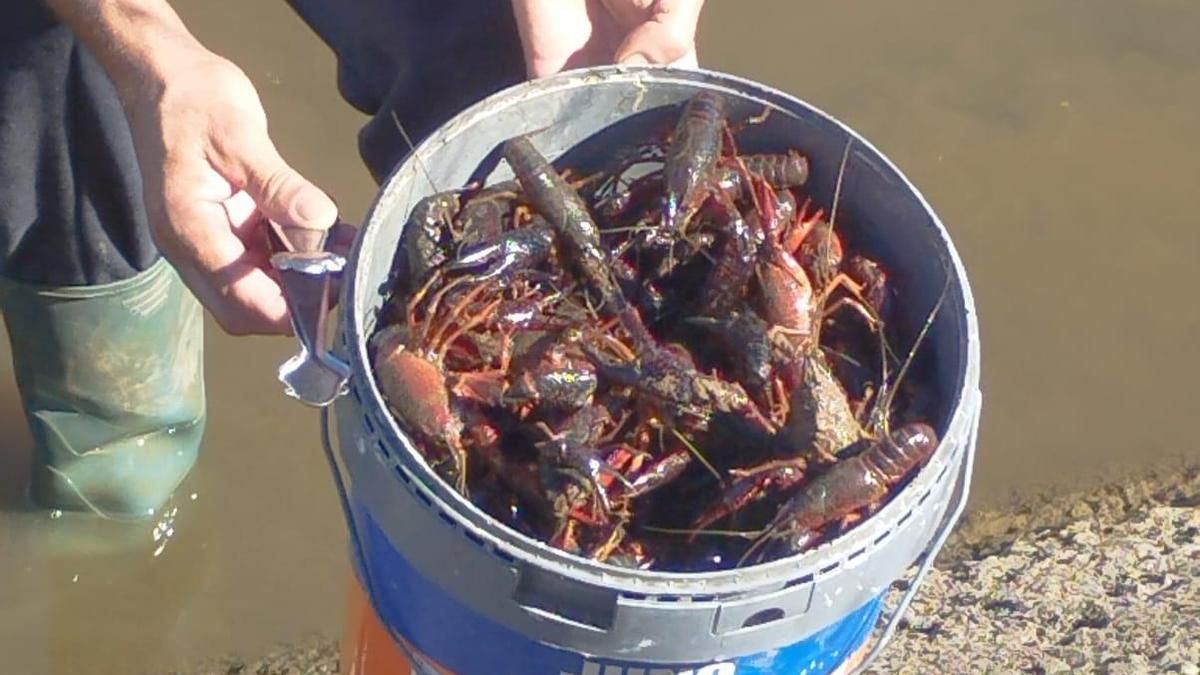 La especie invasora del cangrejo rojo americano coloniza el canal del Guadalmellato