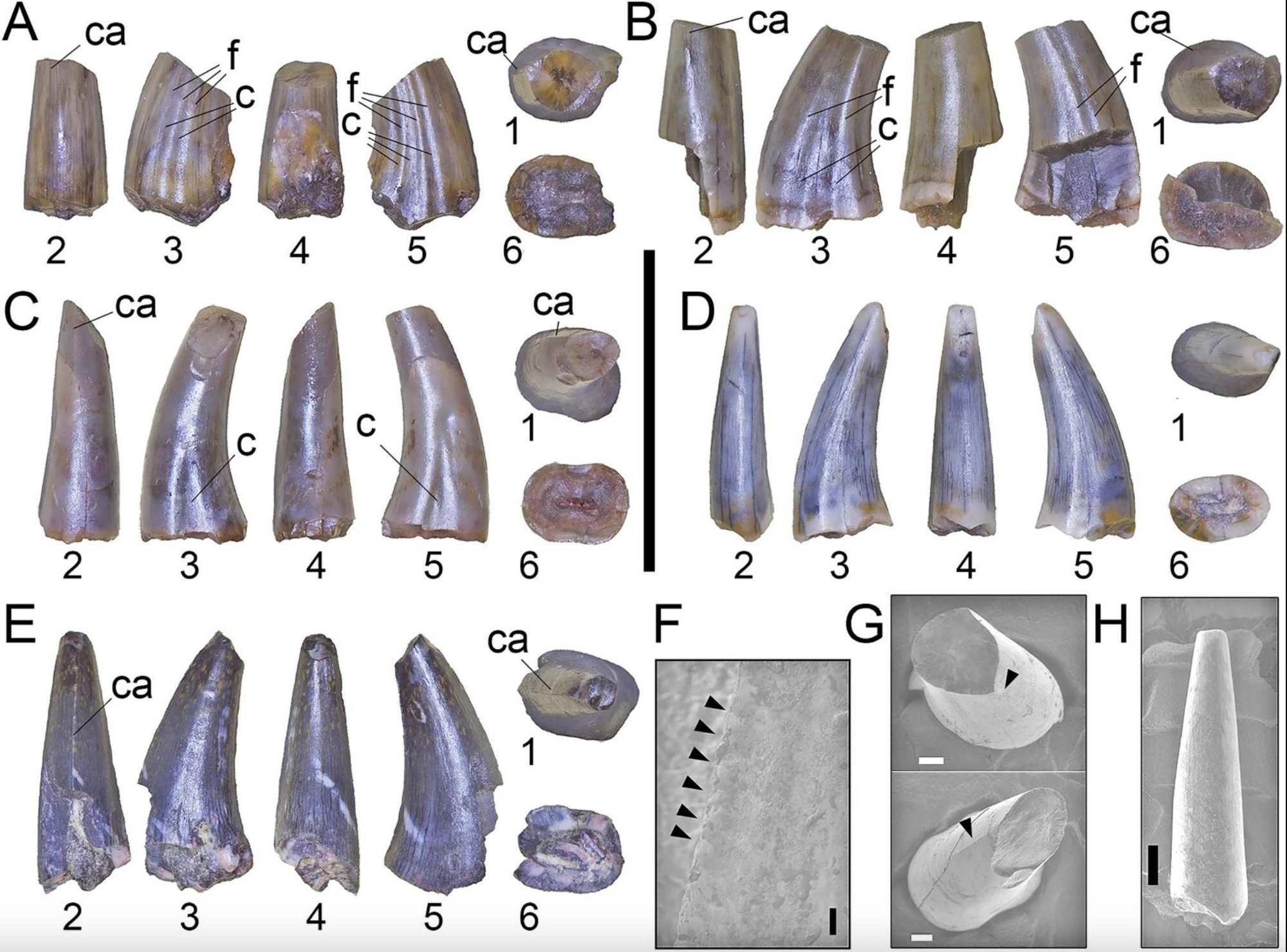 Dientes maxilares y dentarios referidos de Kank australis