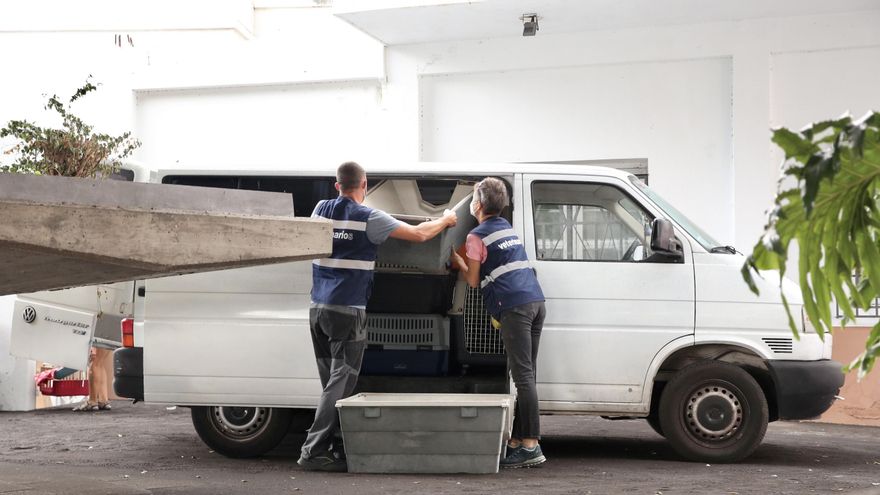 Vecinos de La Laguna recogen sus enseres este martes al ser evacuados por el volcán. (ALEJANDRO RAMOS)