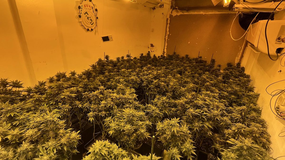 Detenido con 160 plantas de marihuana en Puente Genil