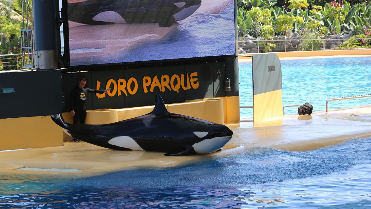 Loro Parque. Alejandro Ramos.
