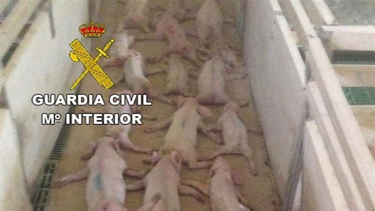 Piden dos años y medio de cárcel a los dos acusados de "aplastar" de manera "cruenta" a 79 lechones