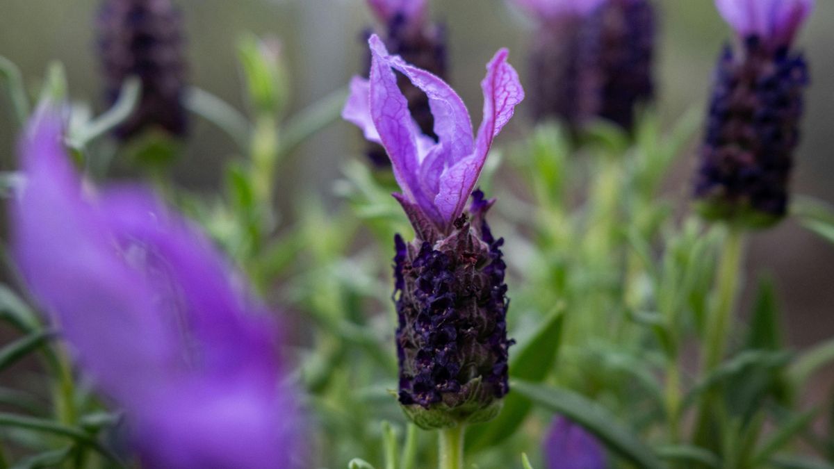 Necesita sol directo, suelo bien drenado y riegos espaciados.