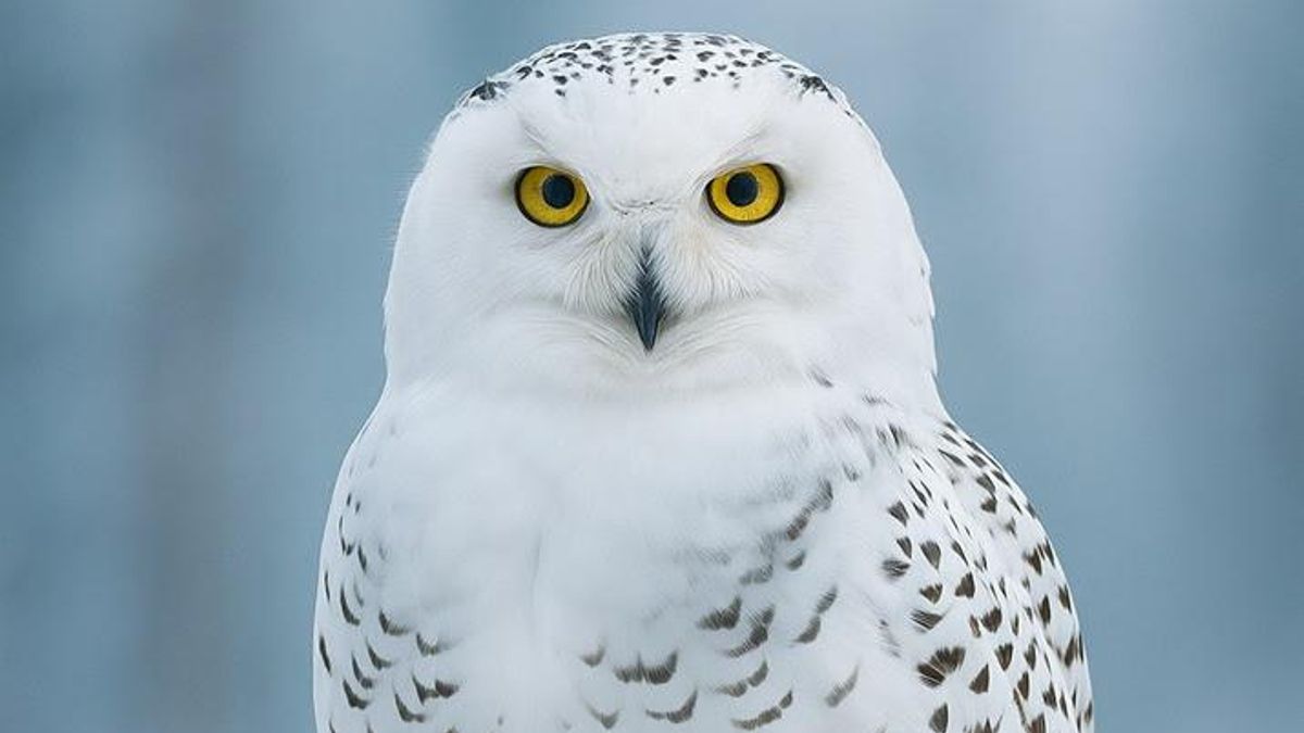 Imagen de un búho del Ártico