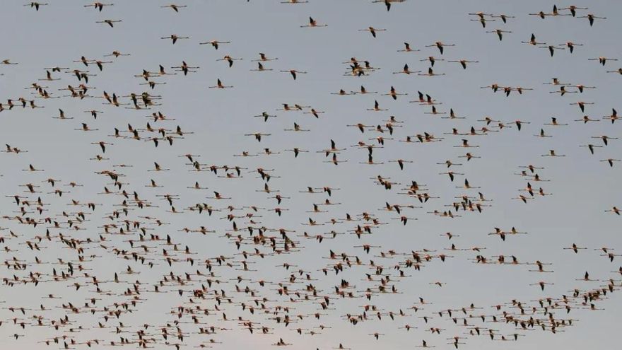 Los ecologistas afirman los flamencos llenan l'Albufera por el mal estado de otros humedales como Doñana