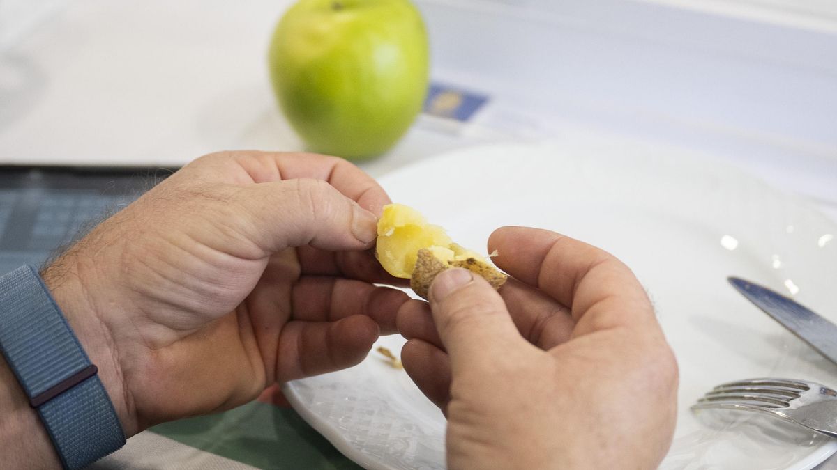 XVI Cata Insular de Papas de Gran Canaria