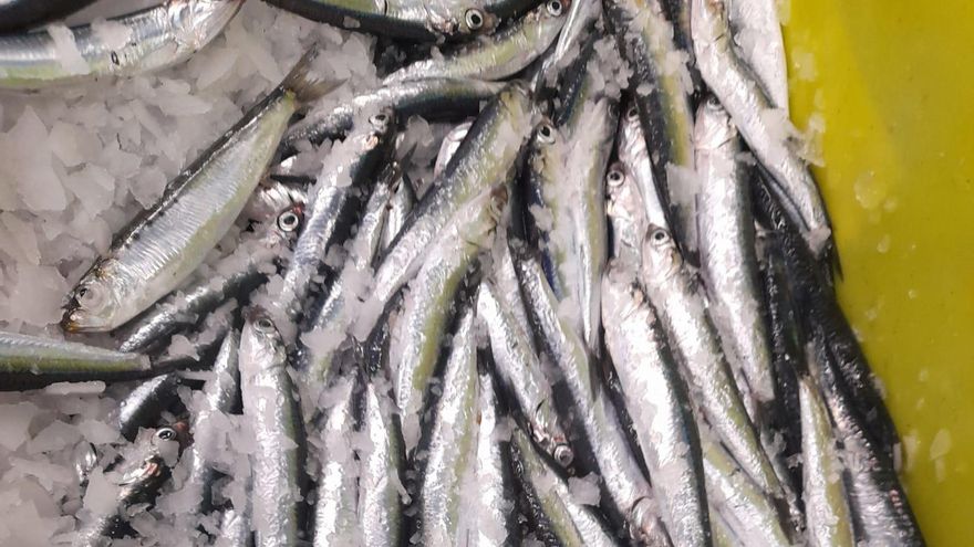 Archivo - Bocartes de los que se elabora la anchoa