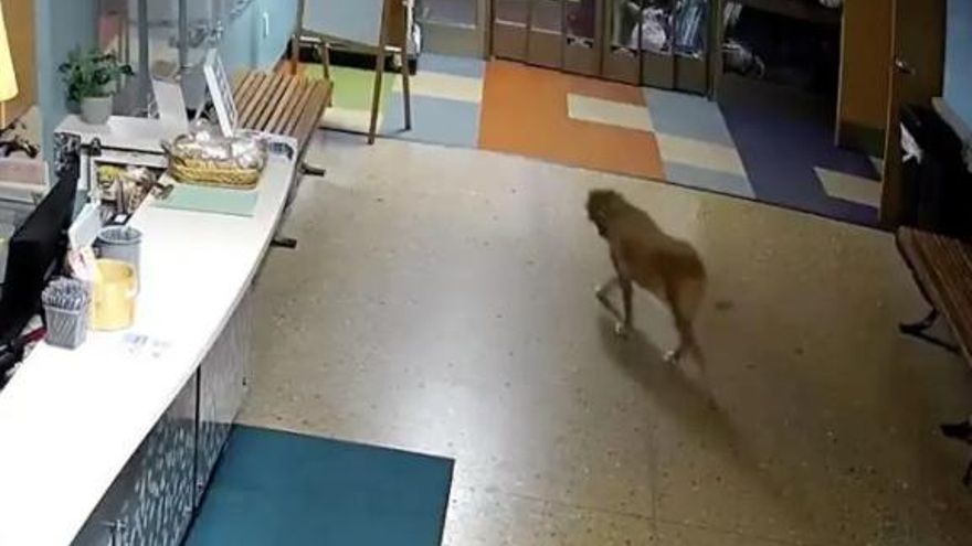 Un perro se fuga del refugio donde vive para ser acariciado y todo queda grabado por las cámaras de seguridad