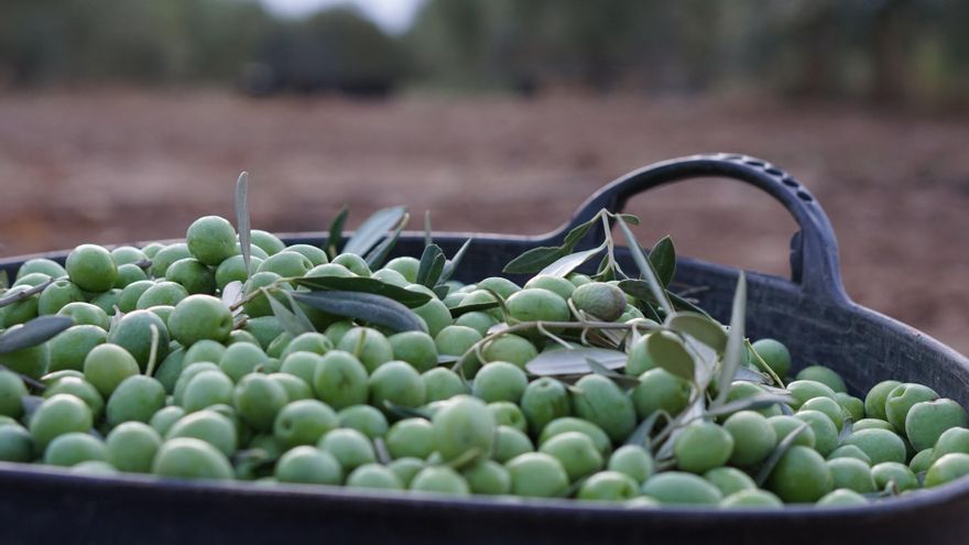 La aceituna malagueña que se parte a mano y se aliña con tomillo, hinojo, ajo y pimiento