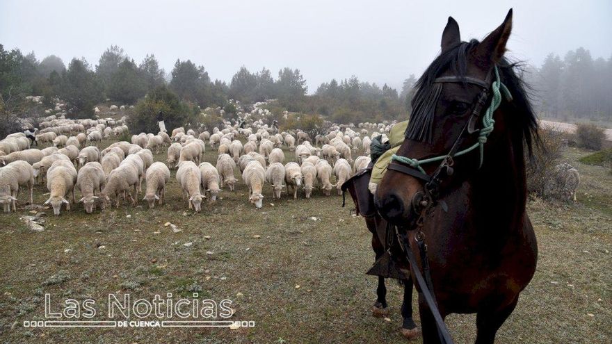 Trashumancia por la vereda conquense camino de Ciudad Real
