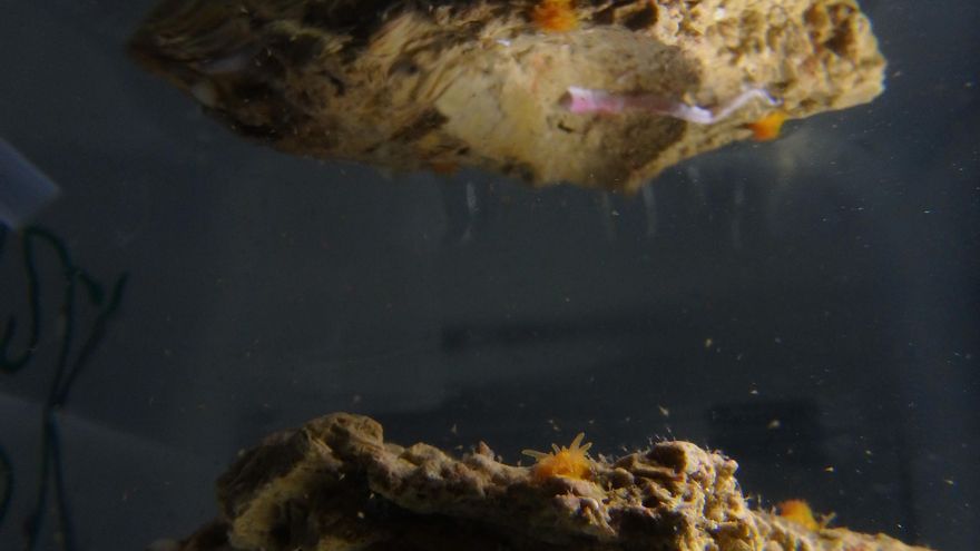 Reproducción asistida en un acuario o cómo salvar de la extinción al coral naranja