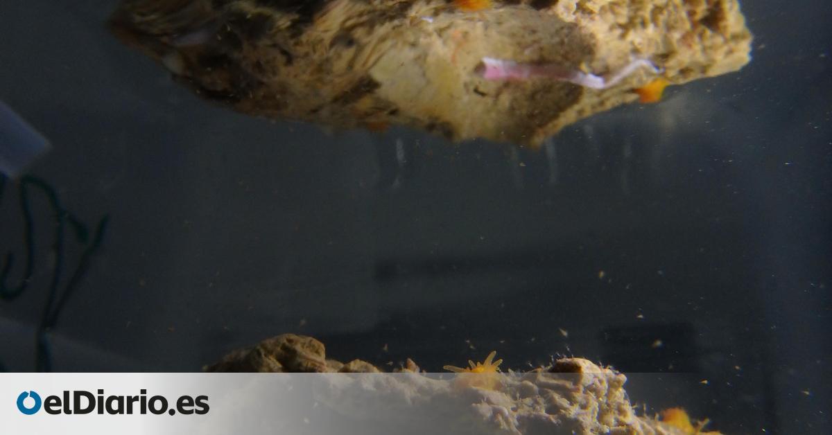 Reproducción asistida en un acuario o cómo salvar de la extinción