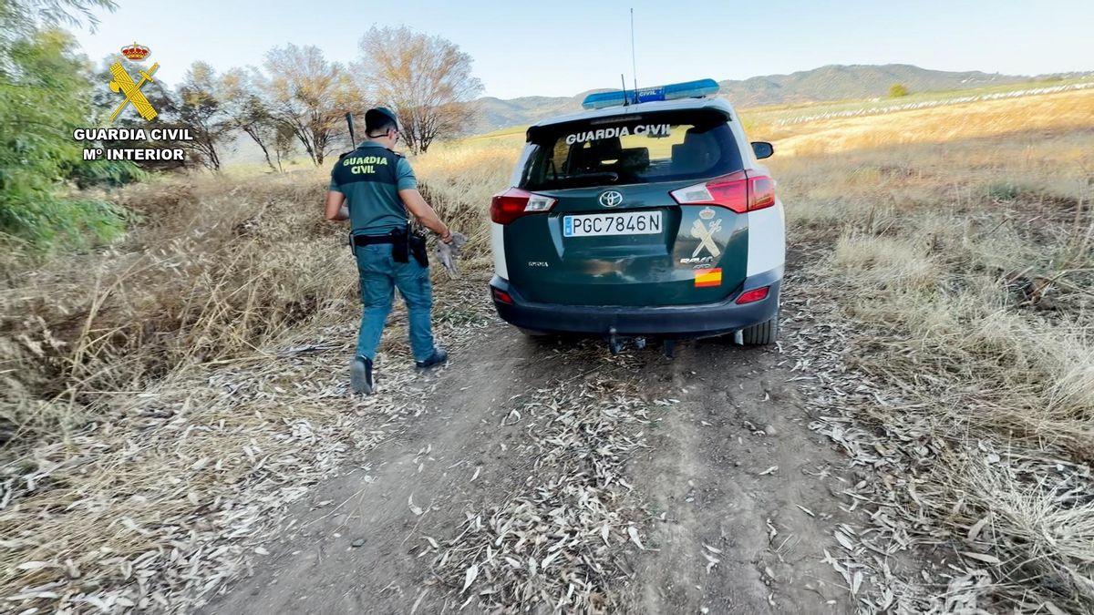 El Seprona investiga en Córdoba a dos personas, aprehende siete armas de caza e interviene 25 tórtolas europeas y turcas