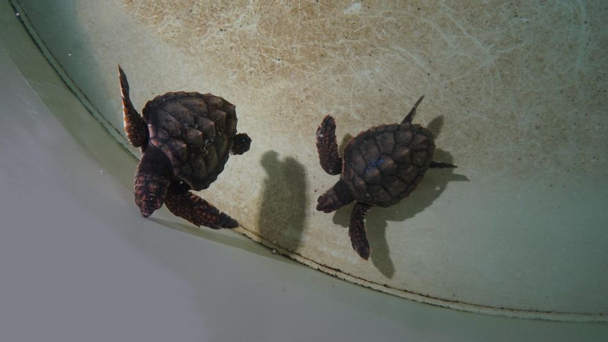 Dos tortugas hermanas se reencuentran en Valencia tras surcar el mar 7 meses