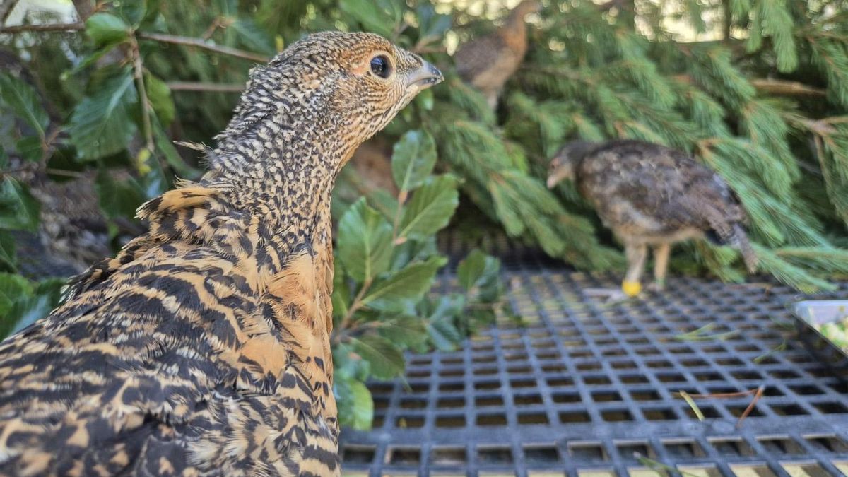 Hito sin precedentes en España: crían en León con éxito 76 pollos de urogallo en cautividad