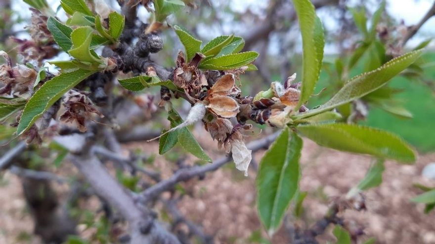 Agroseguro cifra en 24 millones las indemnizaciones tras la helada del pasado fin de semana en Castilla-La Mancha
