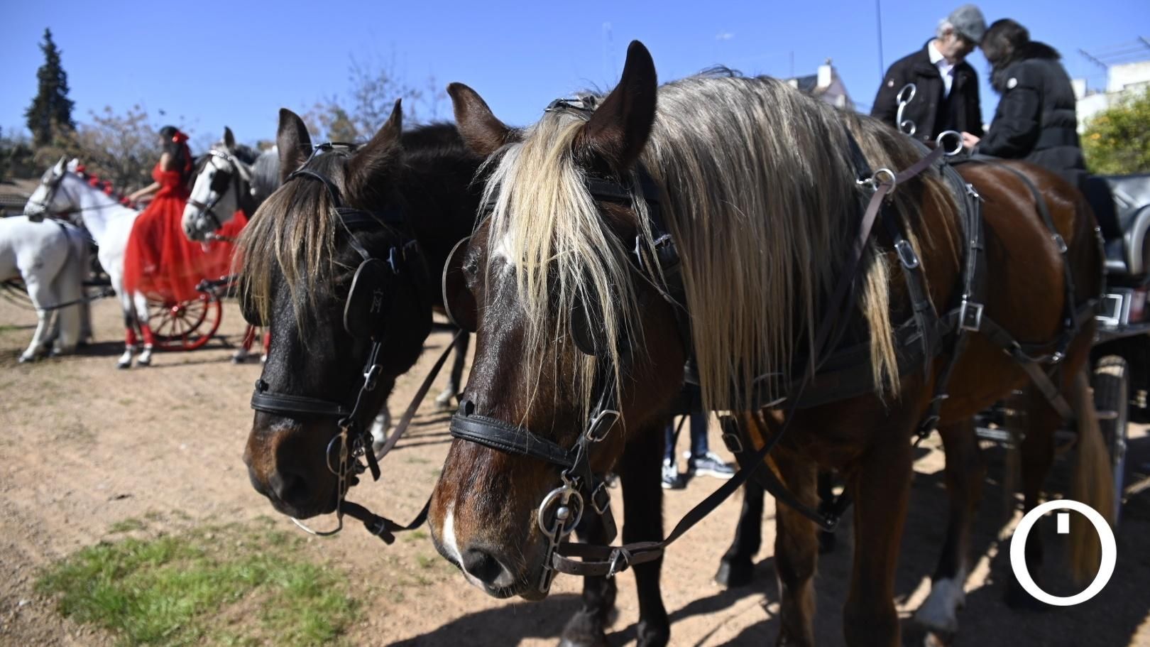 Marcha hípica por el día de Andalucía
