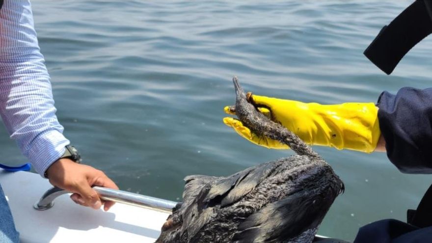 Perú: un derrame de 6.000 barriles de petróleo en el mar contamina la fauna, las playas y las áreas protegidas