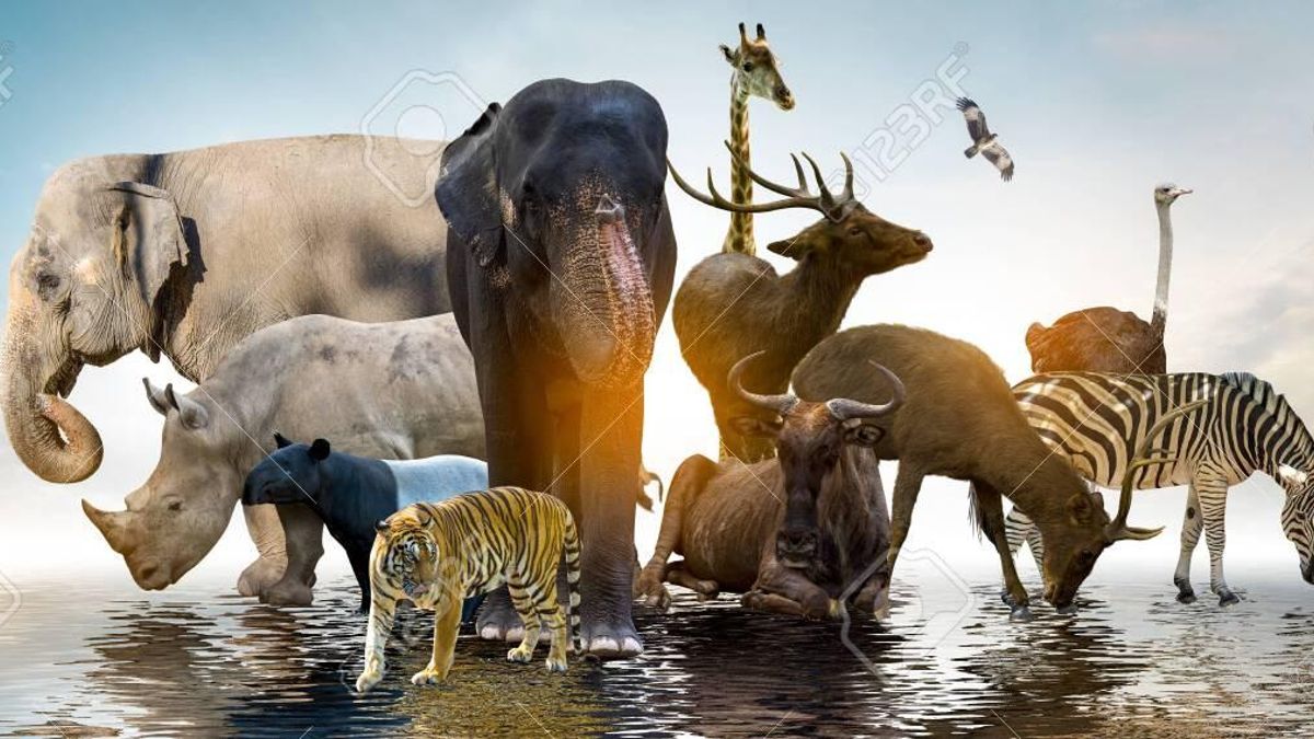 Día Mundial de la Vida Silvestre: ¿por qué se celebra el 3 de marzo?