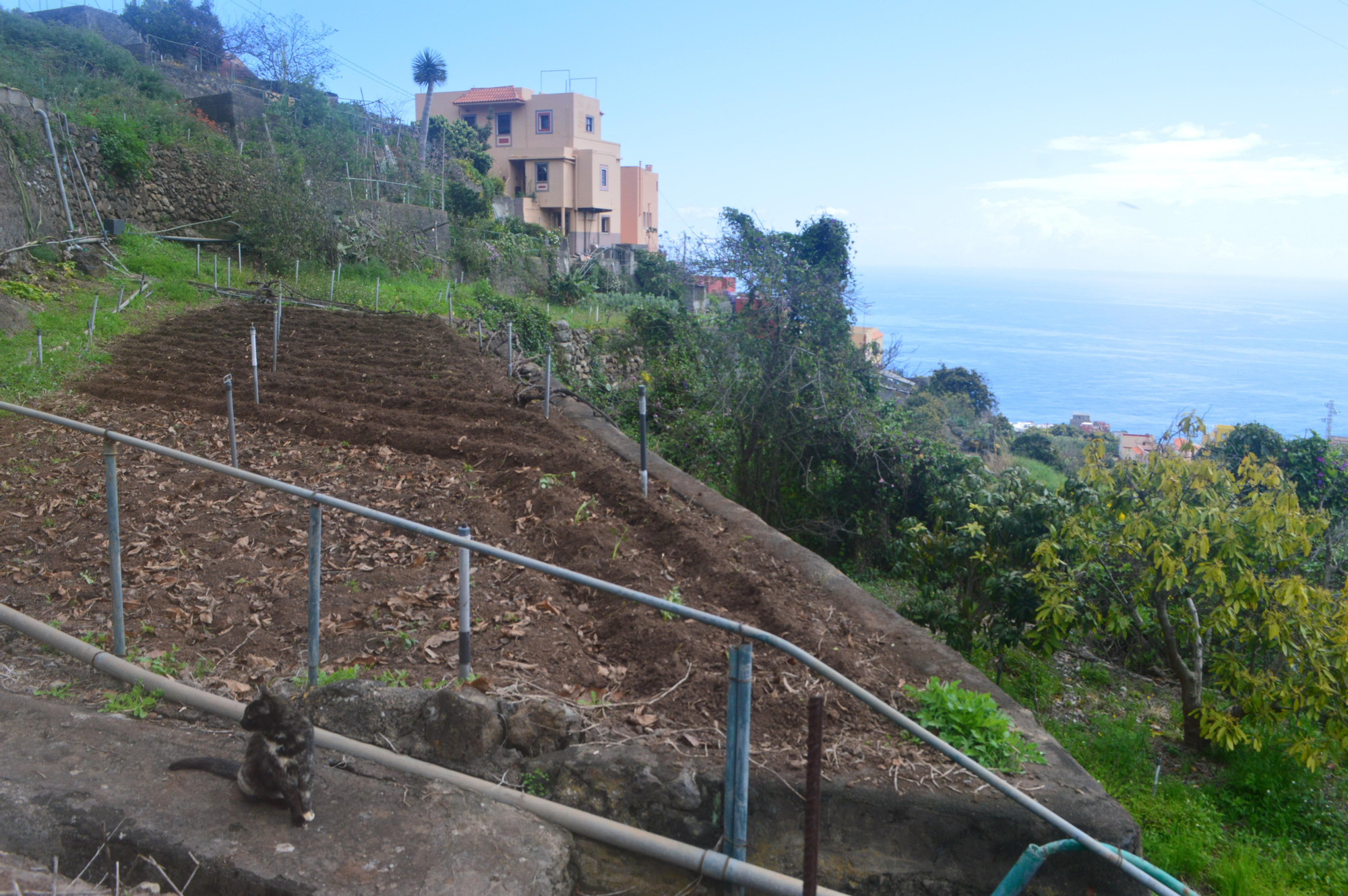 Huerta sembrada, Las Lomadas, Los Sauces, Óscar Lorenzo 2026).