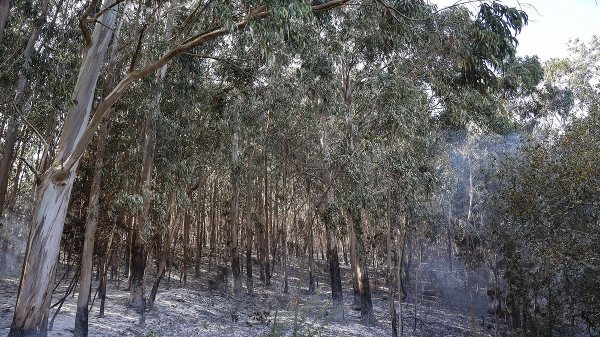 Monte calcinado por el incendio forestal en Corme Aldea, en el ayuntamiento de Ponteceso.