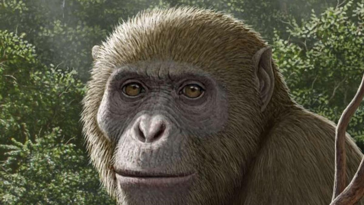 Descubren en Egipto un nuevo simio fósil que cambia la visión sobre el origen de los simios modernos