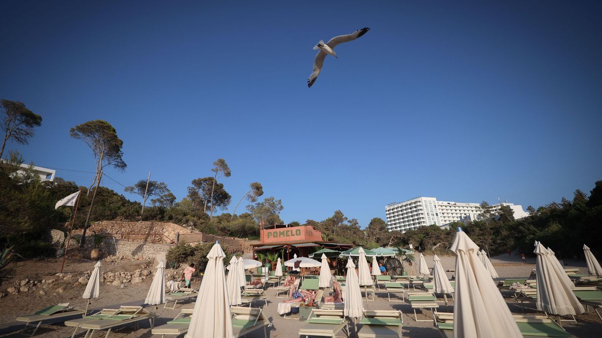 Una gaviota sobrevuela las sombrillas y hamacas del 'beach club' un día de julio