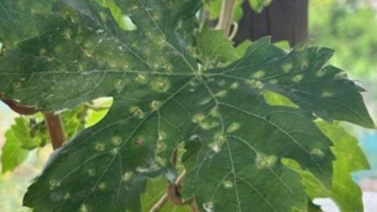 Brote de filoxera de la vid ('Daktulosphaira vitifoliae')